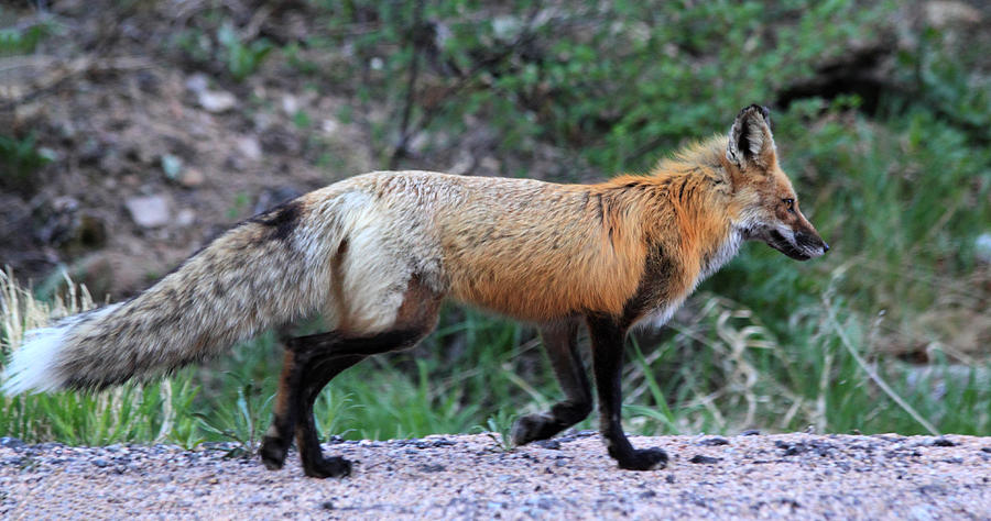 Red Fox Photograph by Shane Bechler