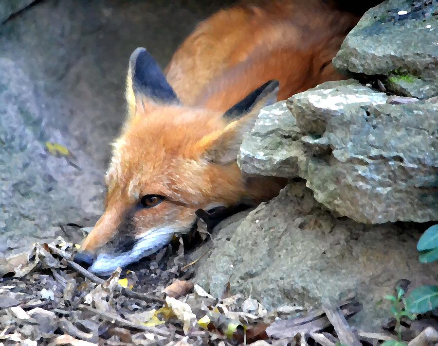 Red Fox Photograph by Deena Stoddard