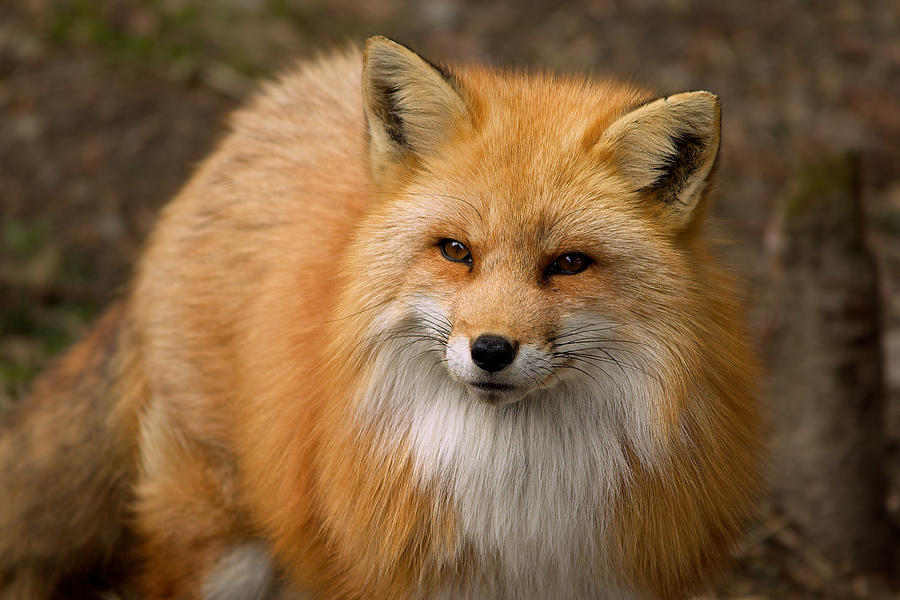 Red Fox Photograph by Nature and Wildlife Photography