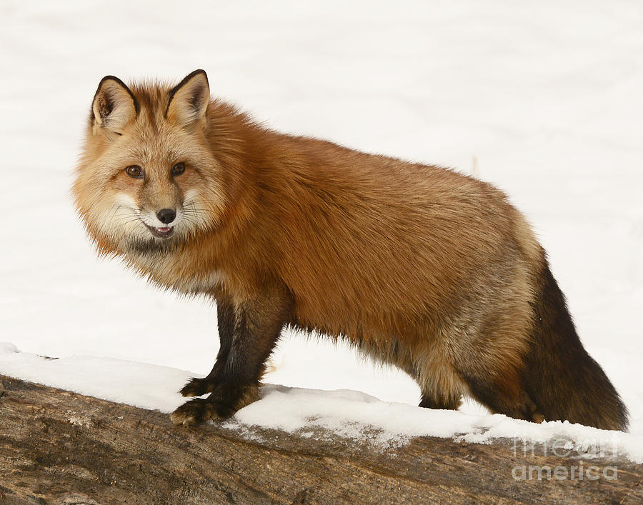 Red Fox Photograph by Dennis Hammer