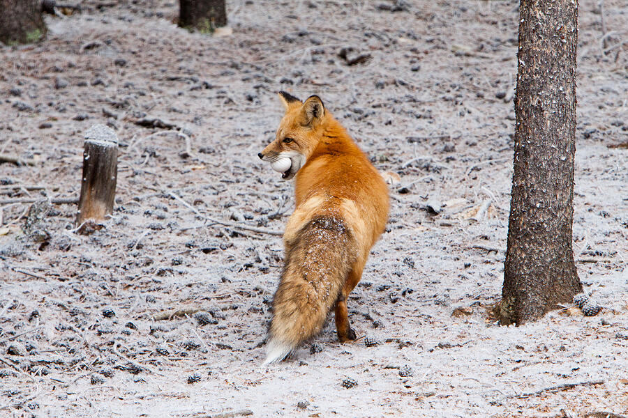 Red Fox Egg Thief Photograph by John Wadleigh