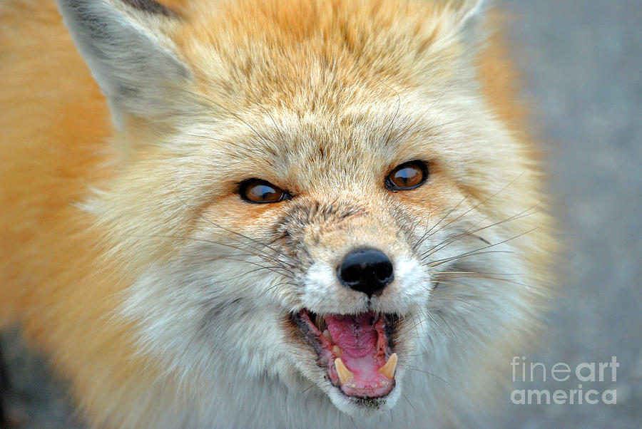 Red Fox Photograph by Frank Larkin