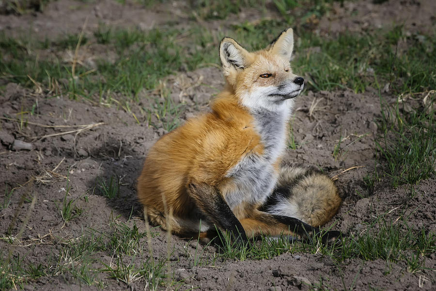 Red Fox Photograph by Gary Hall