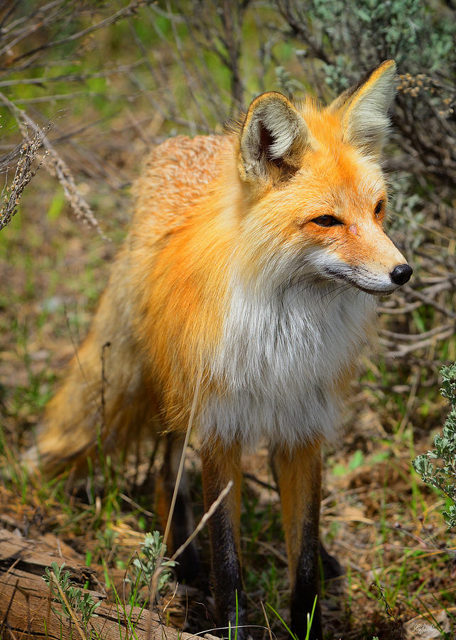 Red Fox Photograph by Greg Norrell