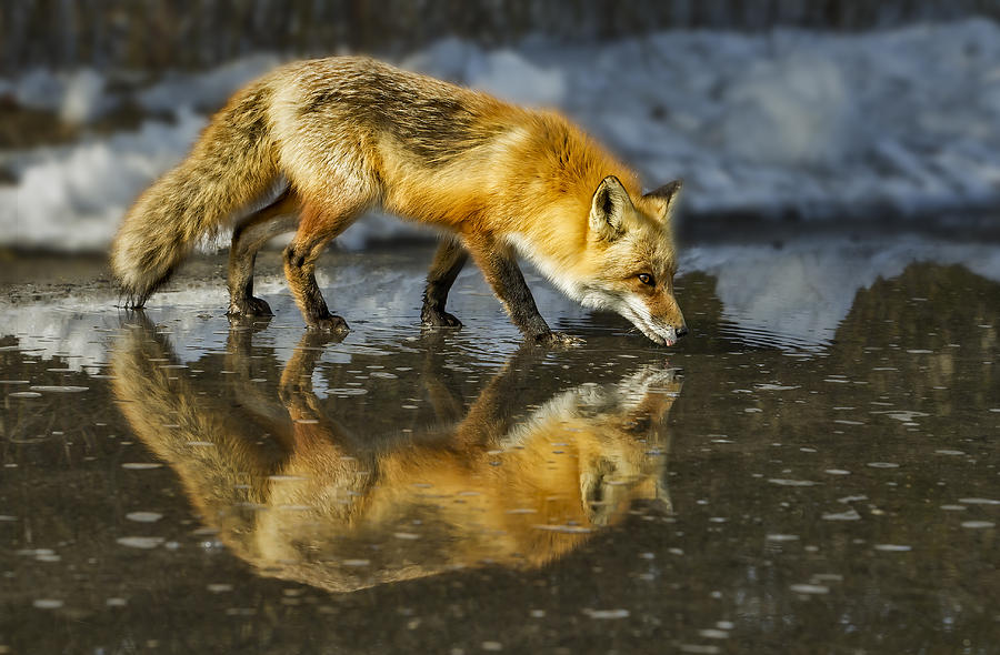 Red Fox Has A Drink Photograph by Susan Candelario