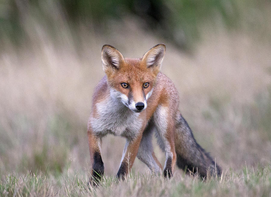 Red Fox Hunting Prey Photograph by Richard Mcmanus