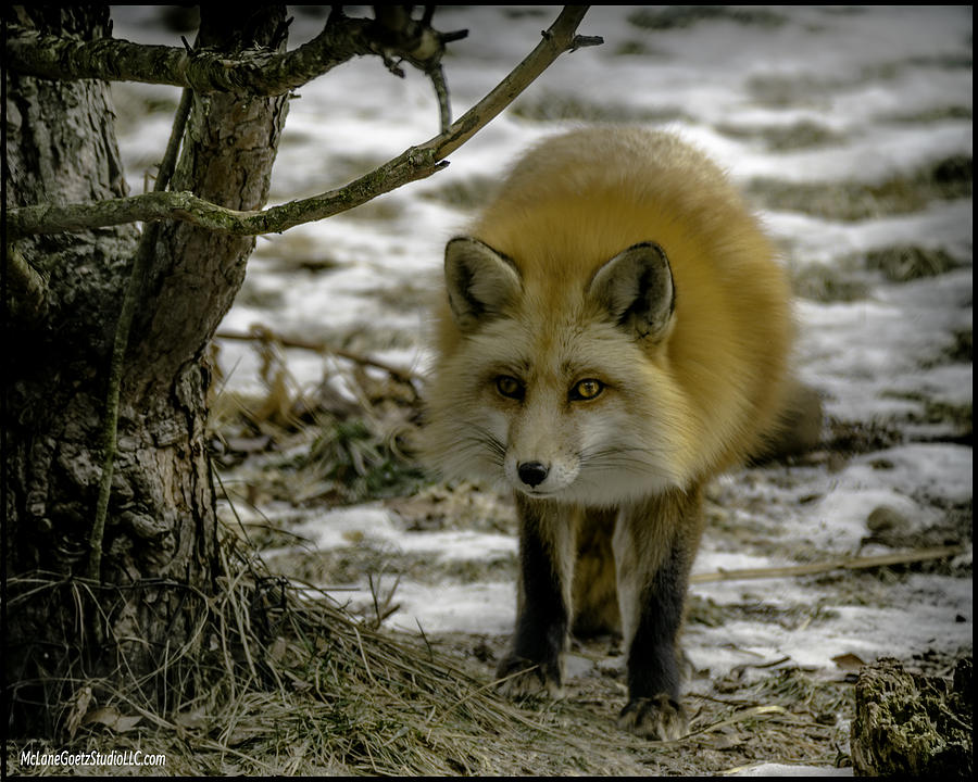 Landscape Photograph - Red Fox I have entered your turf by LeeAnn McLaneGoetz McLaneGoetzStudioLLCcom