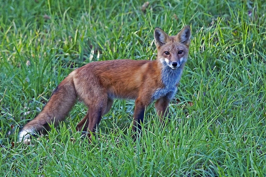 Red Fox in a Field Photograph by John Vose