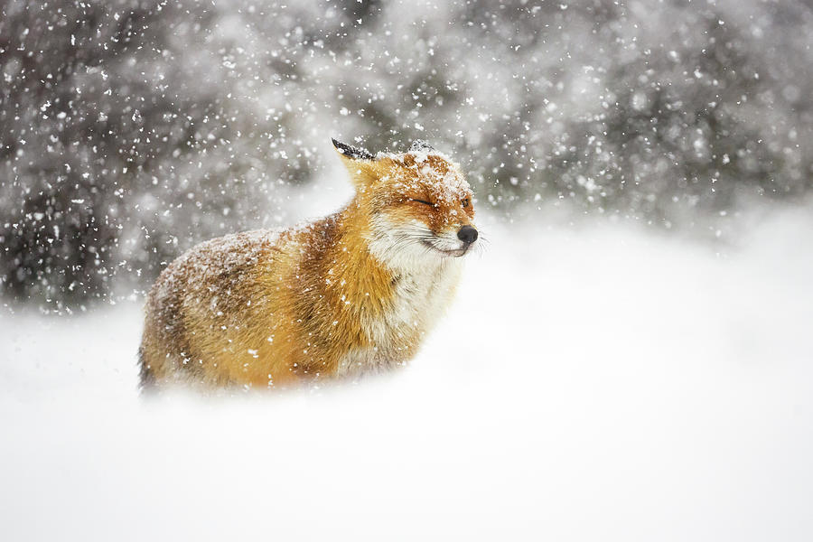 Fox Photograph - Red Fox In A Heavy Snowstorm by Pim Leijen