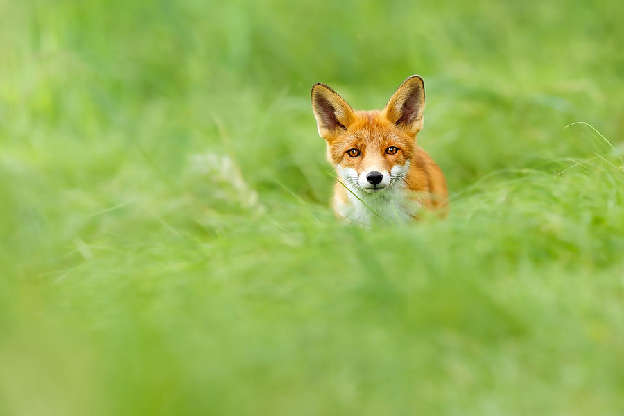 Nature Photograph - Red Fox in a Sea of Green by Roeselien Raimond