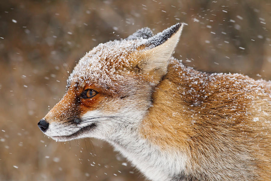 Winter Photograph - Red Fox in a Snow Storm 3 by Roeselien Raimond