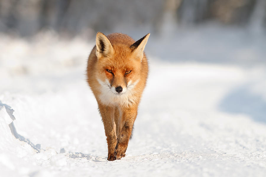 Winter Photograph - Red Fox in a White World by Roeselien Raimond