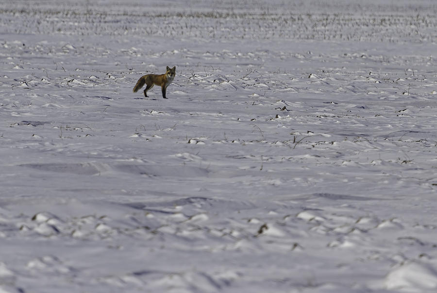 Red Fox In A Winter Setting Photograph by Thomas Young