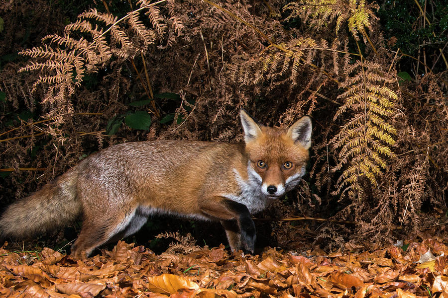 Red Fox In Autumnal Bracken And Beech Photograph by James Warwick