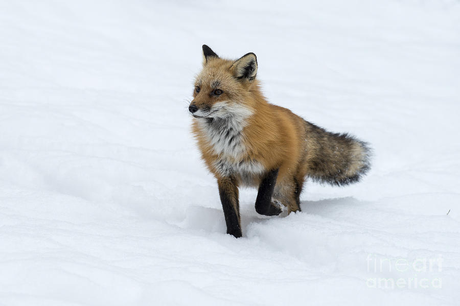 Red fox in deep snow Photograph by Dan Friend