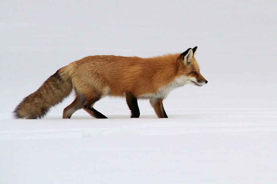 Red Fox in deep snow Photograph by Doris Potter