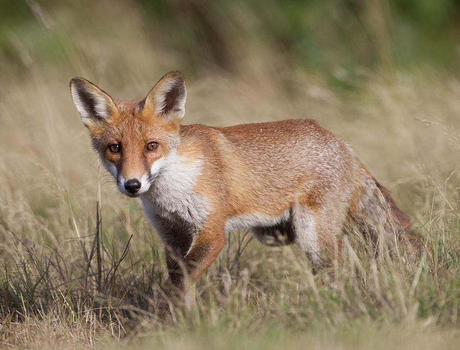 Red Fox In Grass Photograph by Richard Mcmanus