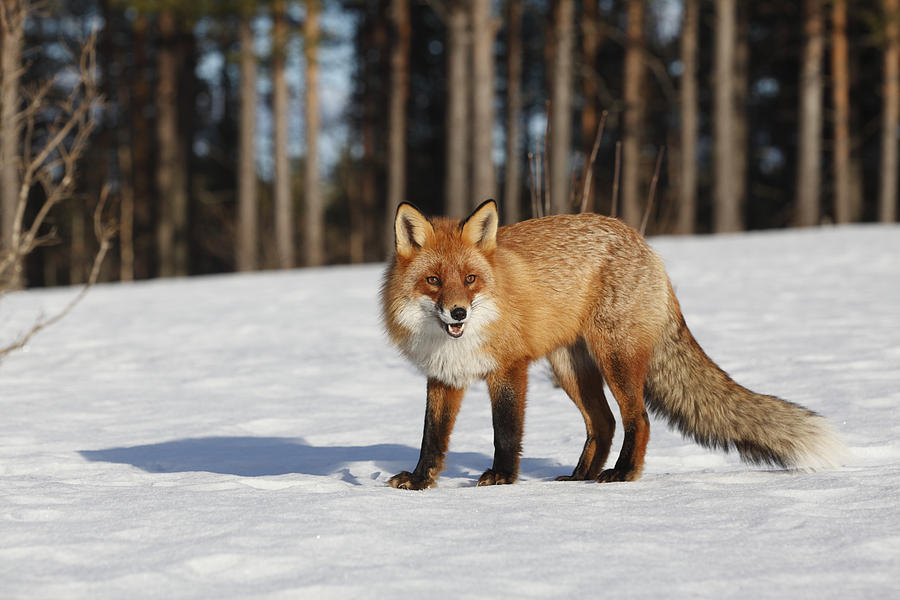 Red fox in late winter Photograph by Ulrich Kunst And Bettina Scheidulin