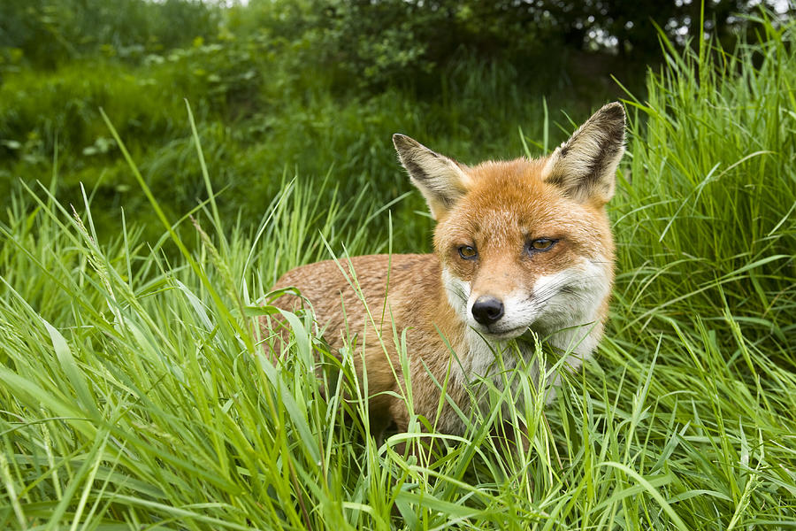 Red Fox In Long Grass  Photograph by Elliott Neep