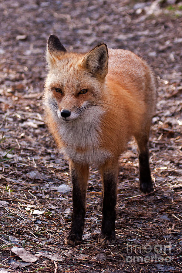Red Fox in Prospect Park Photograph by Fred Stearns
