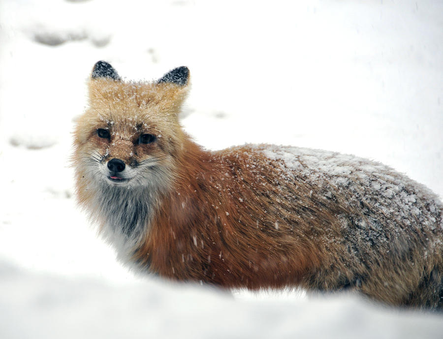 Red Fox in Snow 1 Photograph by Matt Swinden