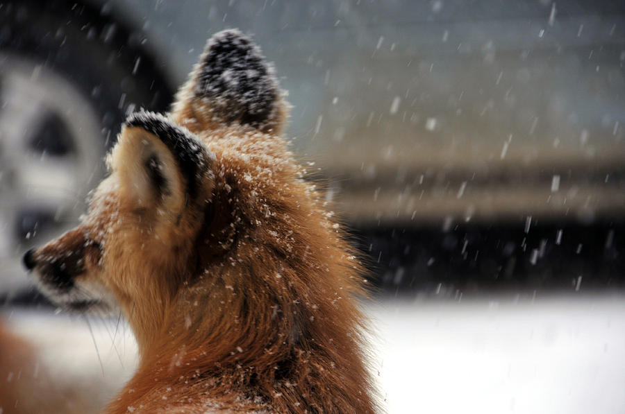 Wildlife Photograph - Red Fox in snow 2 by Matt Swinden