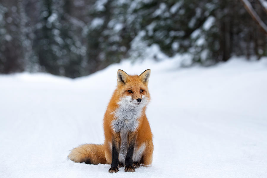 Red fox in snow Photograph by Adria  Photography