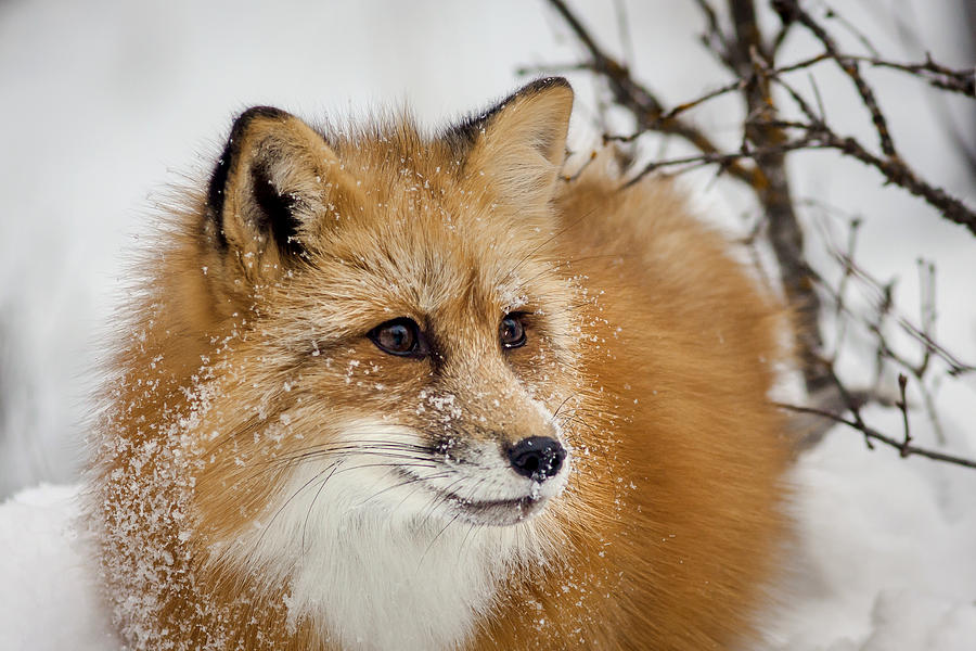 Red Fox In Snow Photograph By Jack Bell