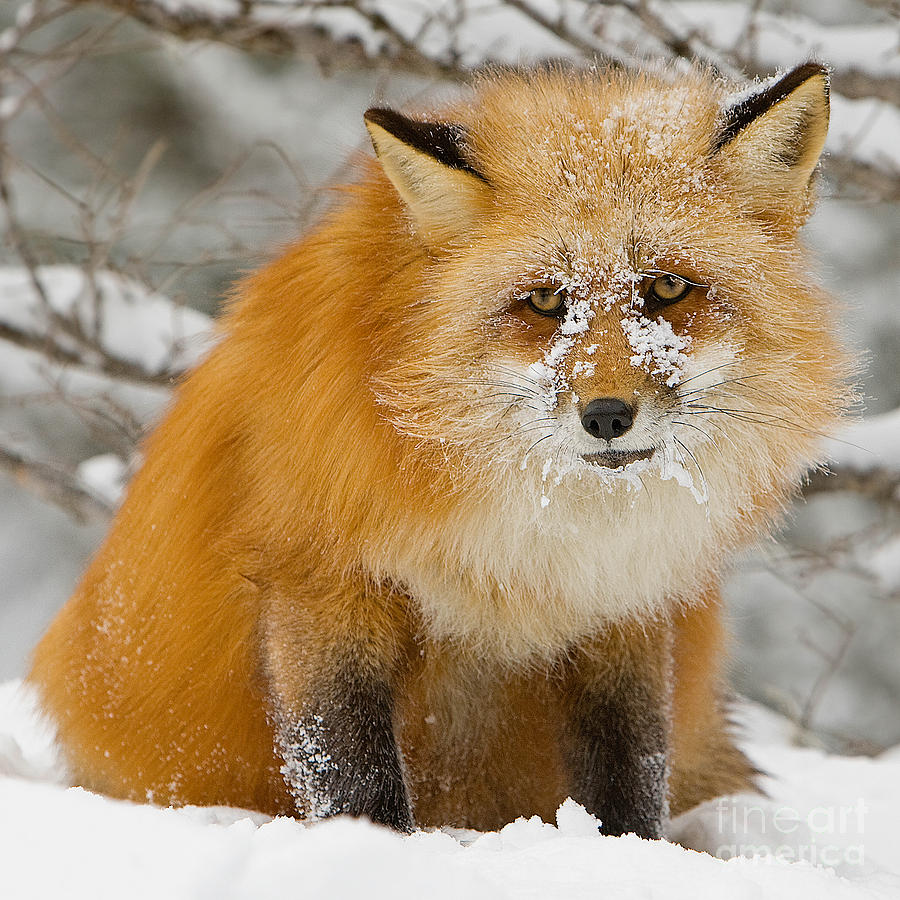Red Fox in Snow Photograph by Jerry Fornarotto