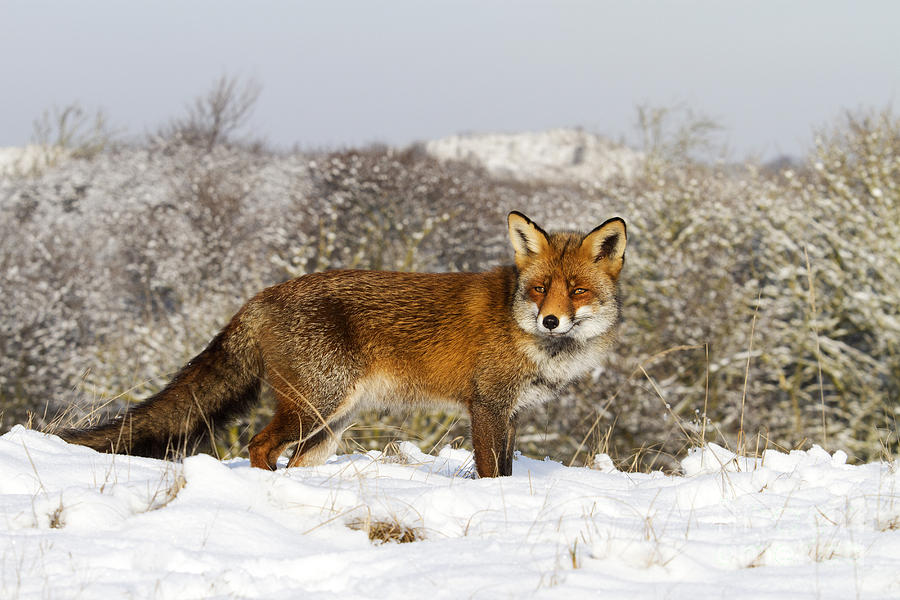 Red Fox In Snow Noord-holland Photograph by Jan Smit