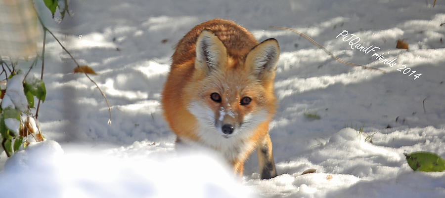 Red Fox in Snow Photograph by PJQandFriends Photography