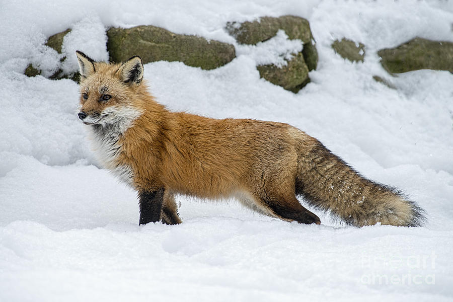 Red fox in the snow Photograph by Dan Friend