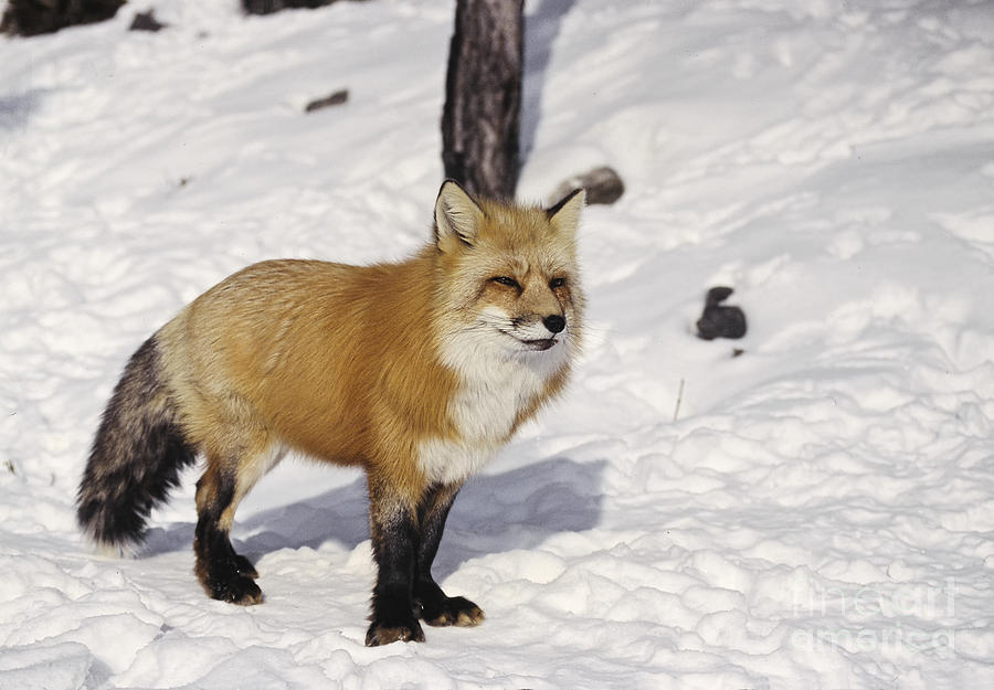 Red fox in the snow Photograph by Les Palenik