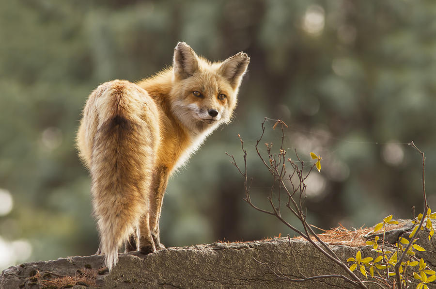 Red fox in the sunset Photograph by Mircea Costina Photography