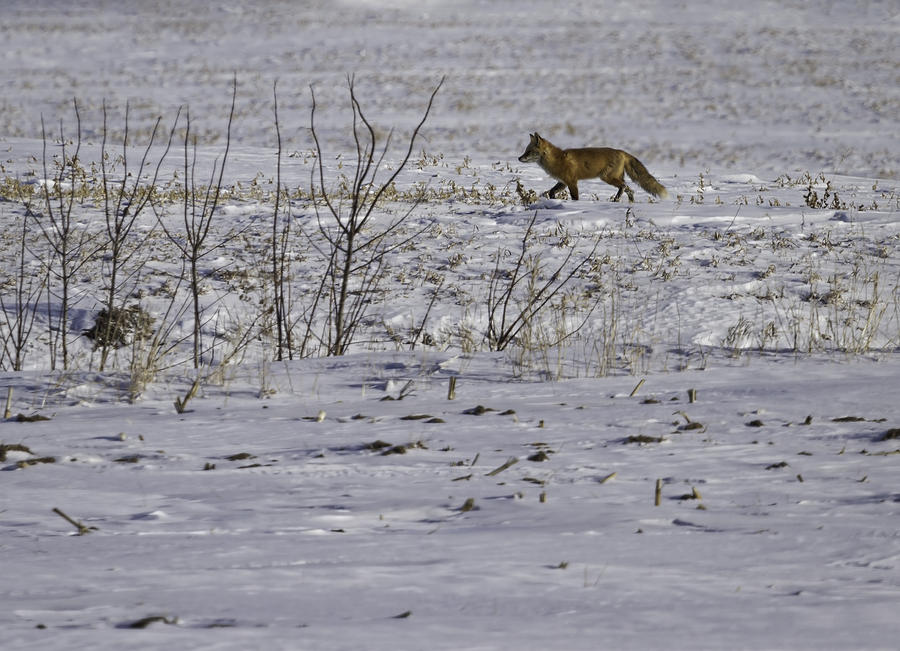 Red Fox In Winter  Photograph by Thomas Young