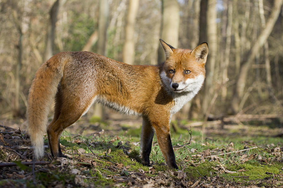 Red Fox In Woodland England Photograph by Elliott Neep