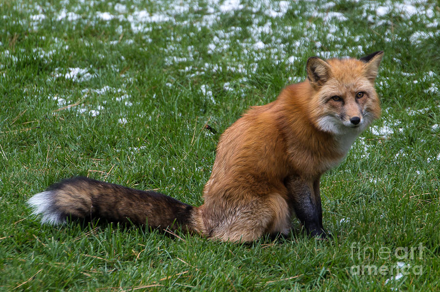 Red Fox Photograph by Jim McCain