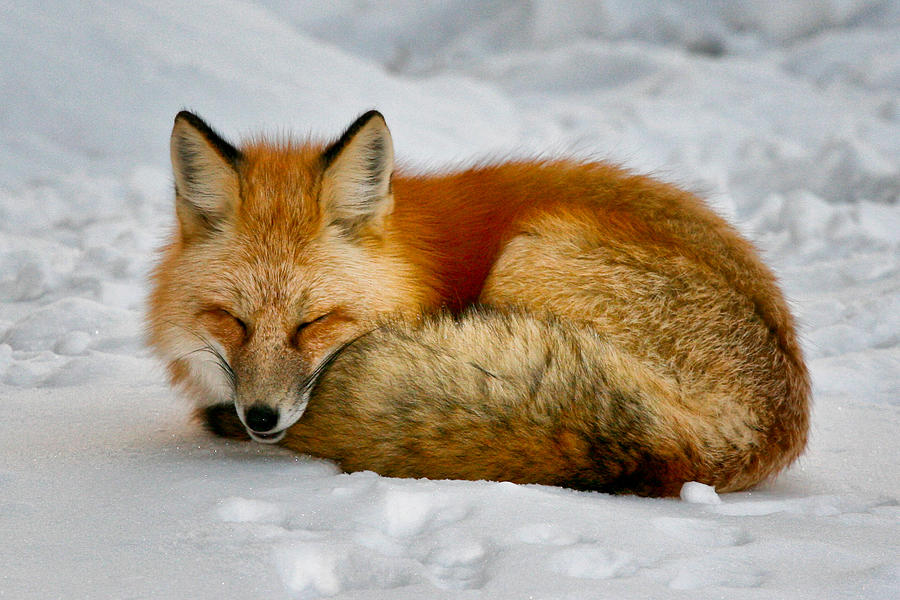 Red Fox Photograph by Juli Ellen