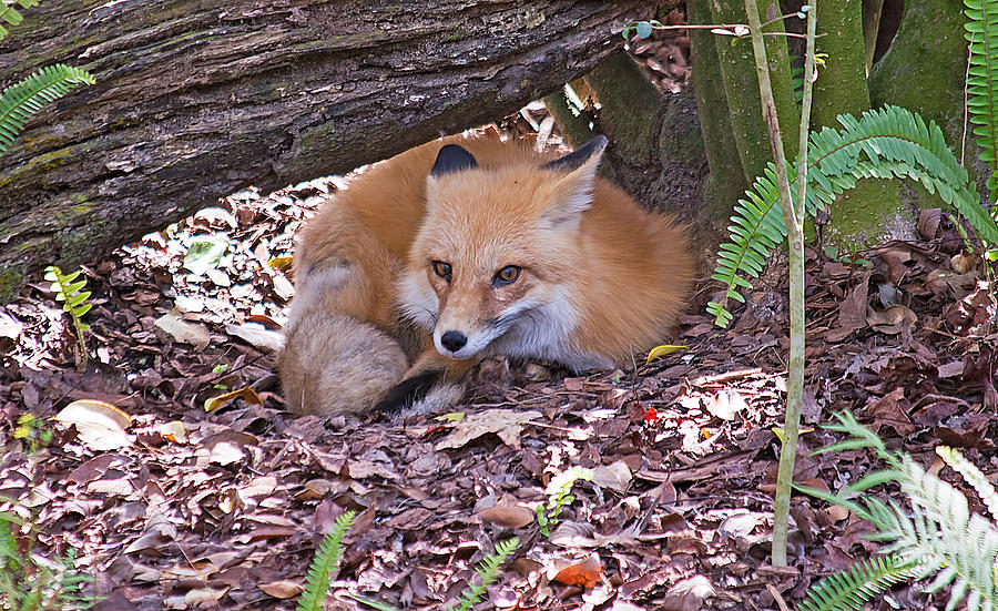 Red Fox Photograph by Kenneth Albin