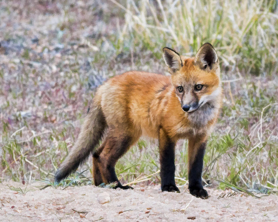 Red Fox Kit - Artistic Photograph by Bill Kesler