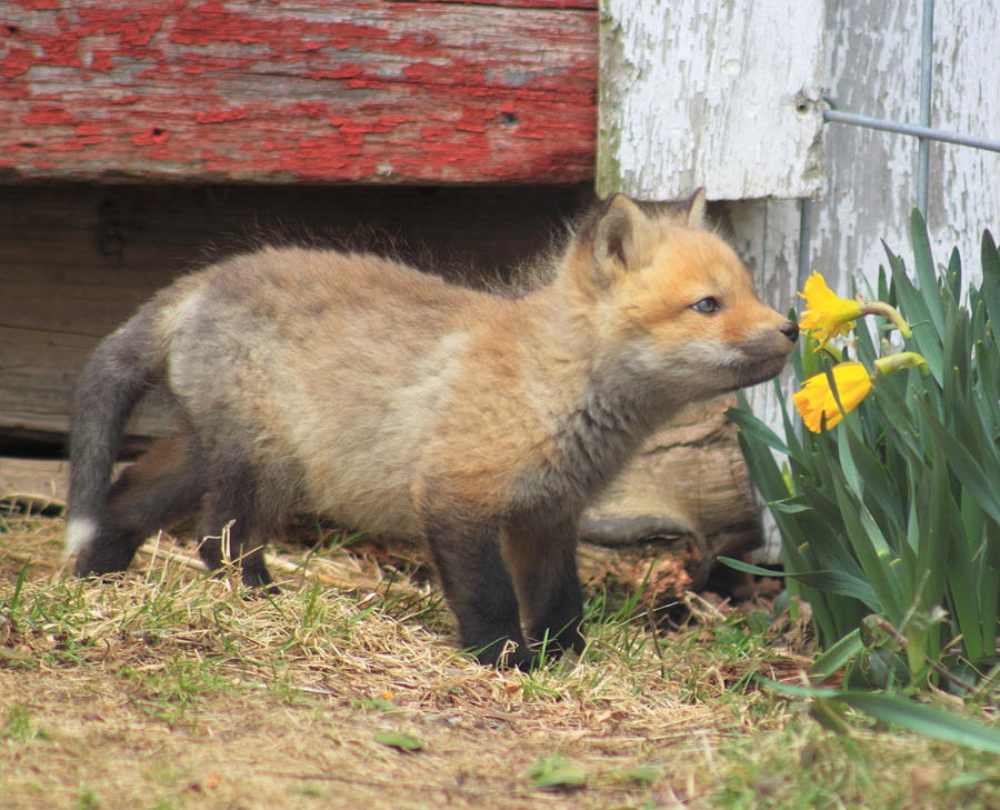 Red Fox Kit and Daffodils Photograph by John Burk