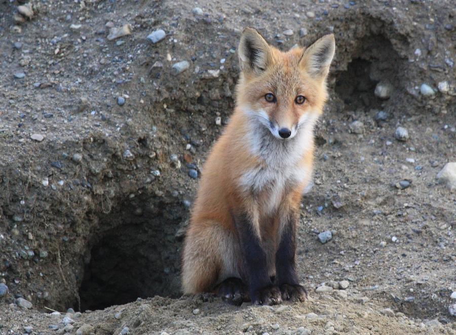 Red Fox Kit by Den Photograph by Lucinda VanVleck
