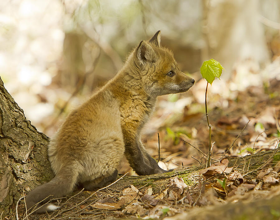 Red Fox Kit in a Quiet Moment Photograph by John Vose