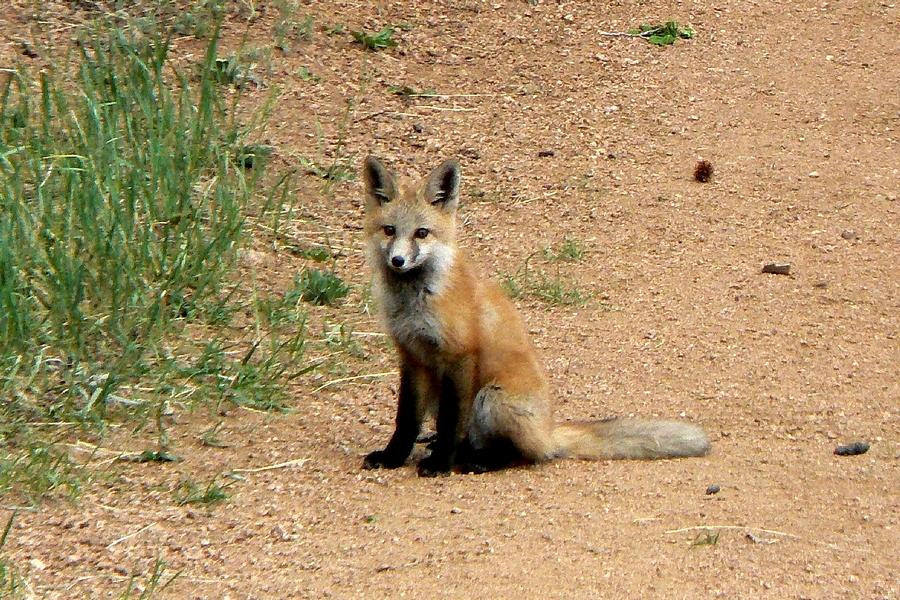 Red Fox Kit in the Road Photograph by Marilyn Burton