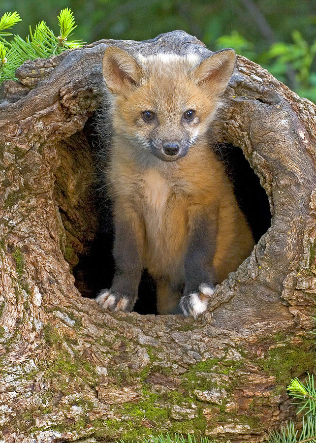 Wildlife Photograph - Red Fox Kit by Jack Nevitt