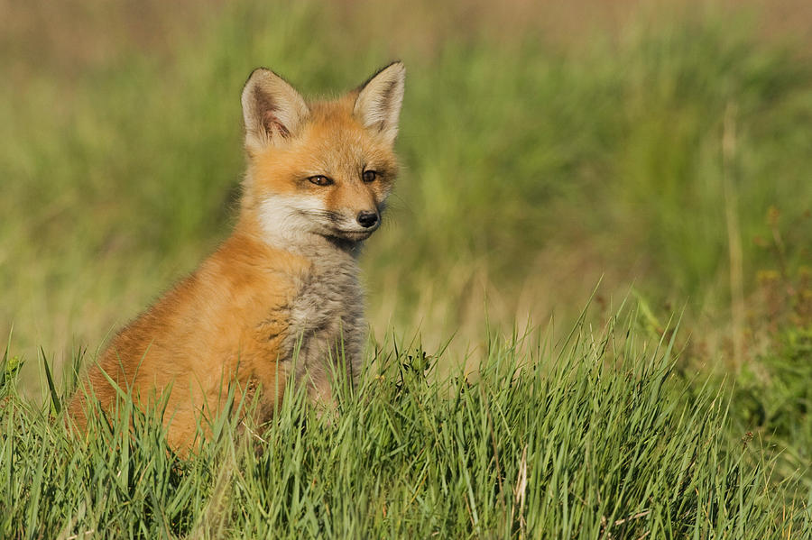 Red Fox Kit Photograph by Ken Archer - Fine Art America