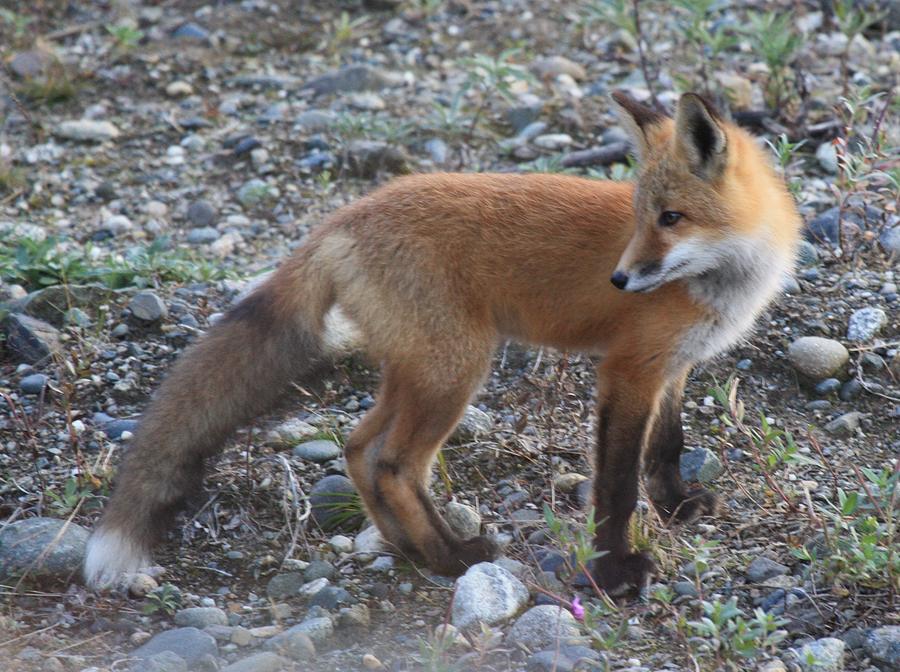 Red fox Kit Looking Back Photograph by Lucinda VanVleck