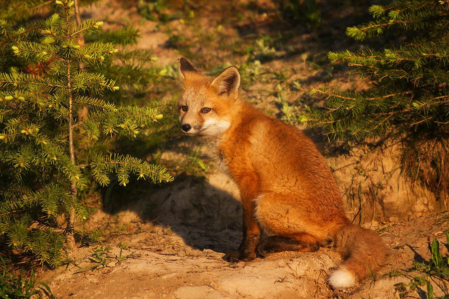 Red Fox Kit Photograph by Mark Kiver