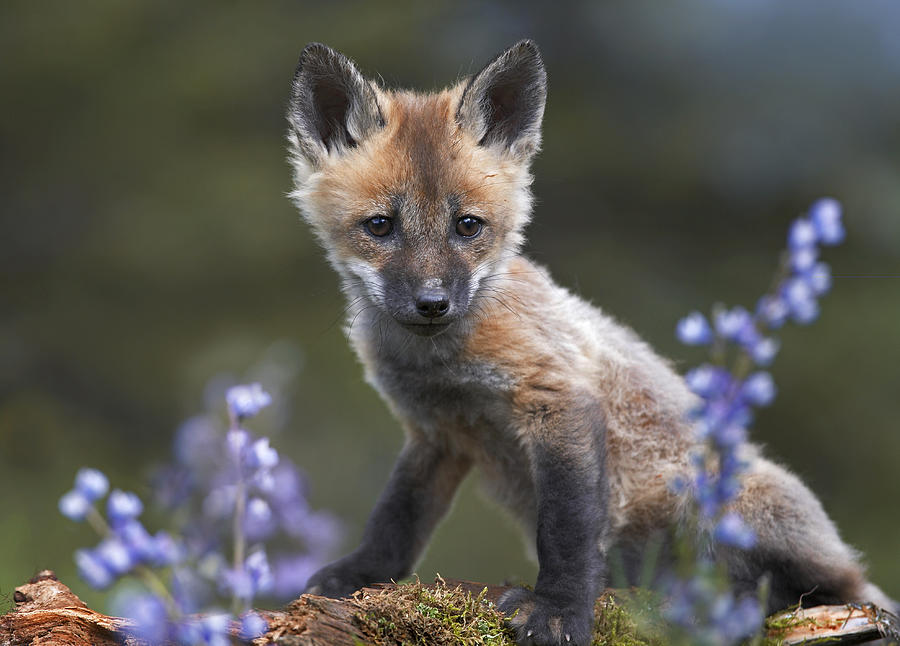 Red Fox Kit Photograph by Tim Fitzharris