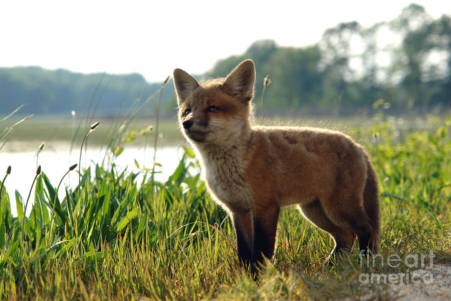 Red Fox Kit Photograph by Olivier Le Queinec